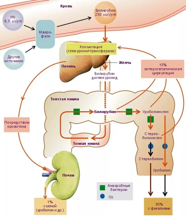 Повышенный билирубин что это значит. Схема образования билирубина. Билирубин процесс превращения схема. Метаболизм билирубина схема. Метаболизм билирубина прямой непрямой.
