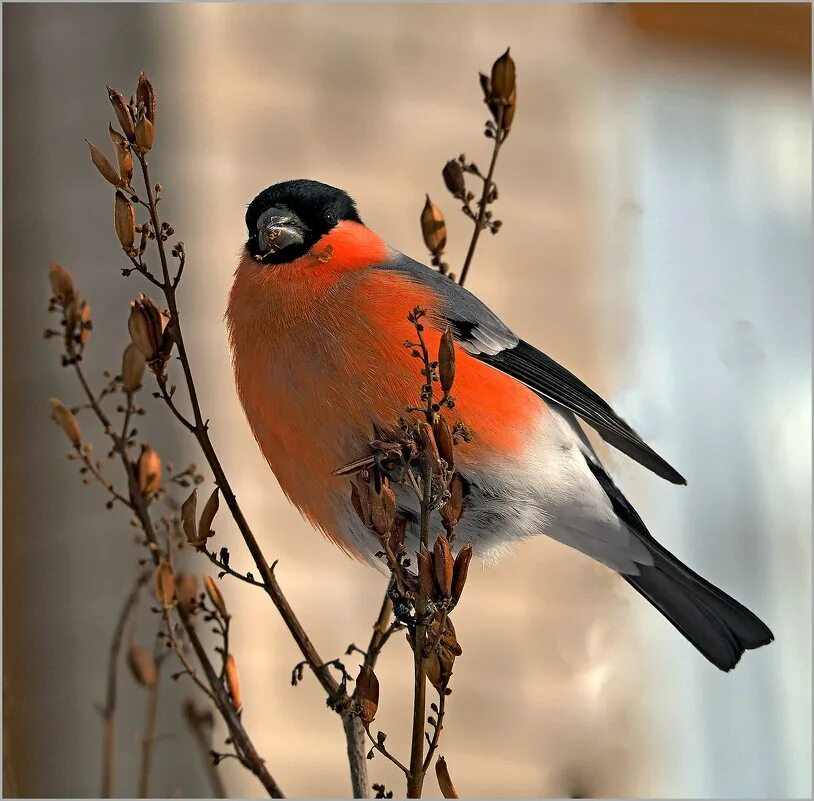 снегирь разного цвета. снегирь разного цвета. снегирь (обыкновенный снегирь) (pyrrhula pyrrhula). красноголовый снегирь. снегирь разного цвета.