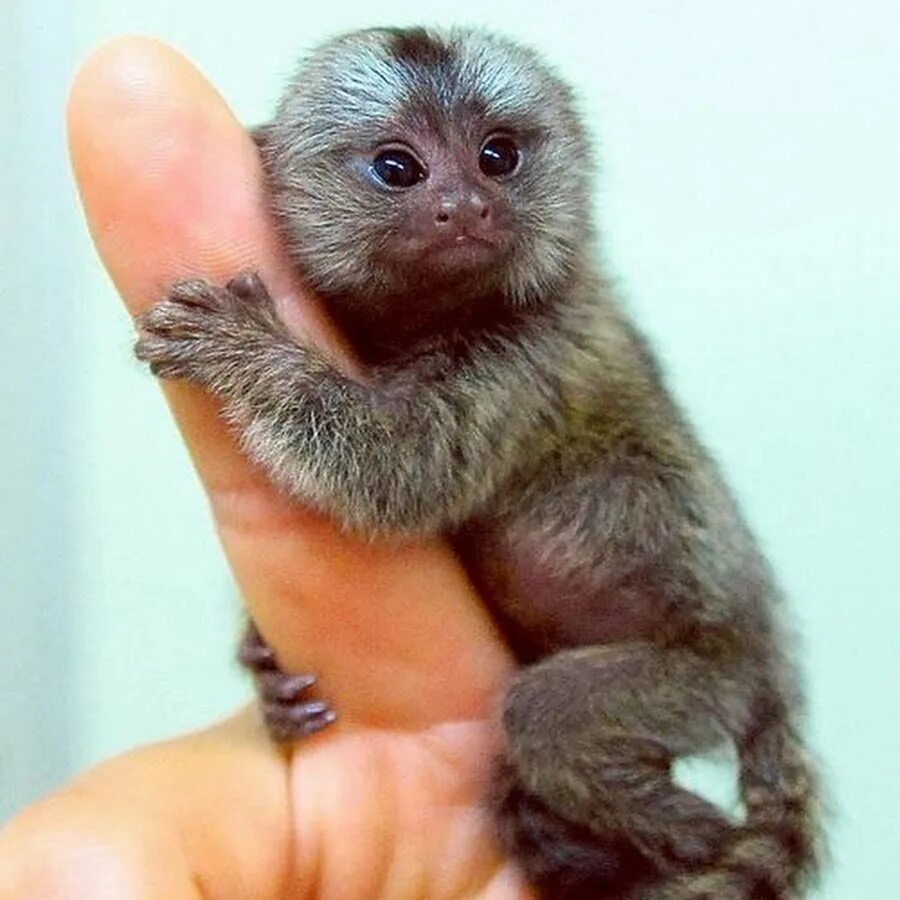 Как выглядят маленькие большие. Австралийский кенгуру. Маленькие кролики новорожденные. Сумчатые кенгуру. Мармозетка игрунка.
