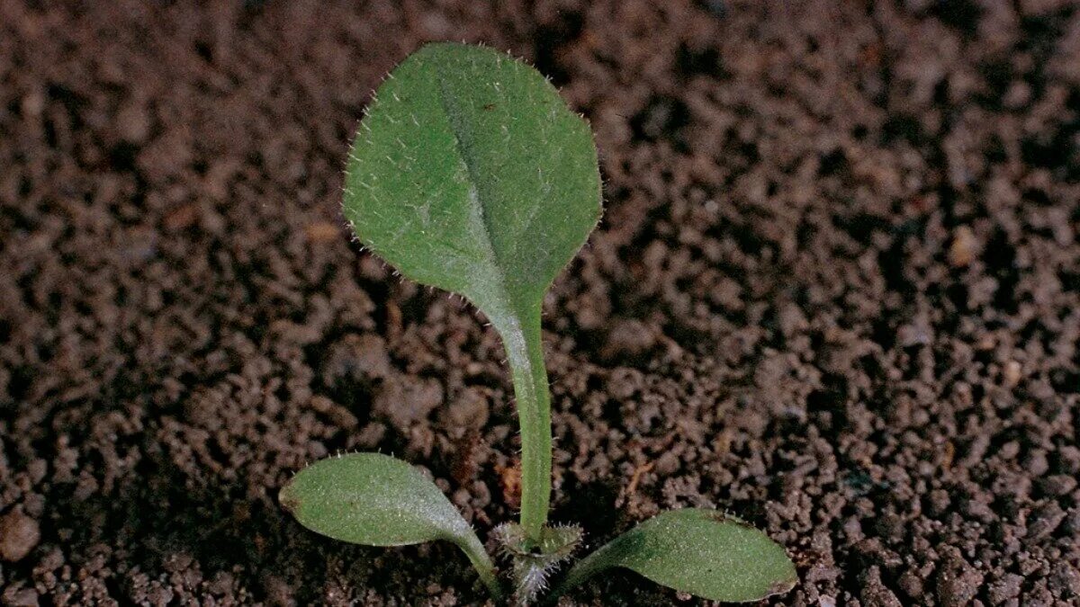 Лебеда всходы. Сурепка всходы. Всходы двудольных сорняков. Stachys annua всходы.