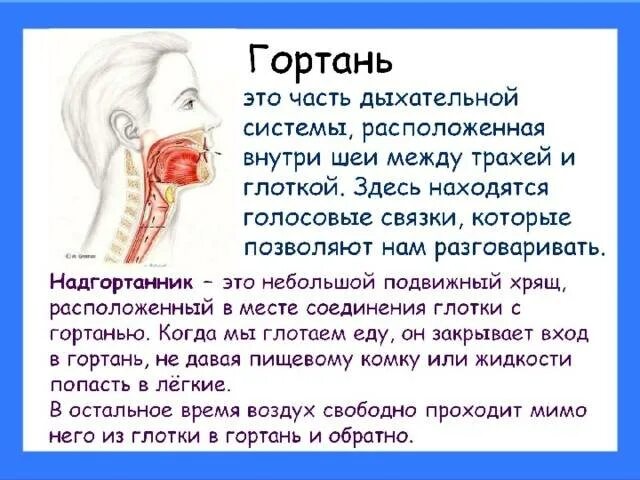 Проглатывание слюны. Боль в гортани при глотании.