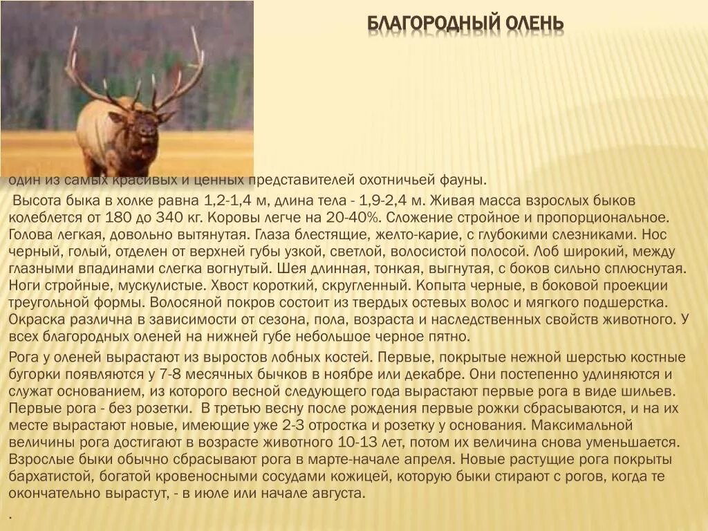 Текст о олене. Доклад про оленя. Благородный олень доклад. Описание оленя. Олень Марал информация.