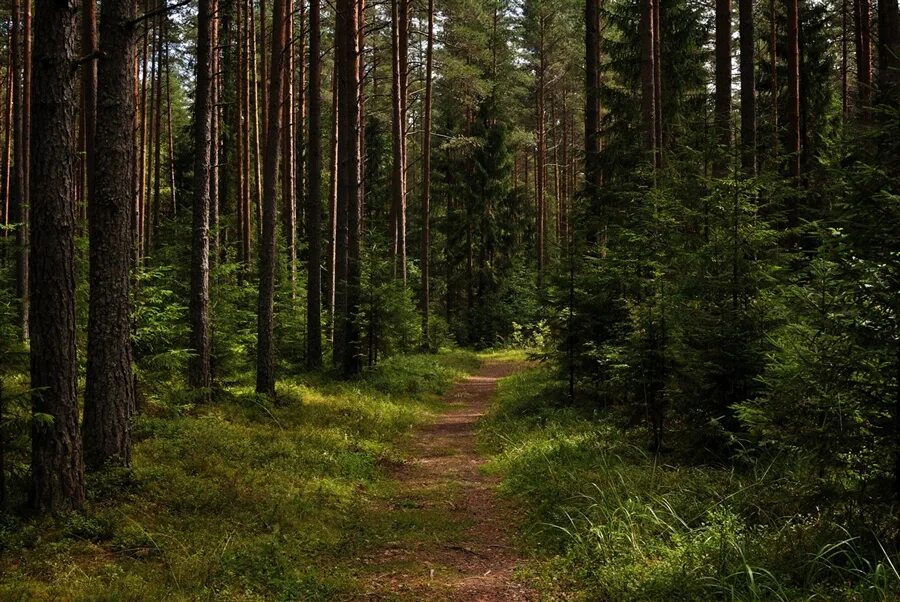 Жизнь в лесу (73 фото)