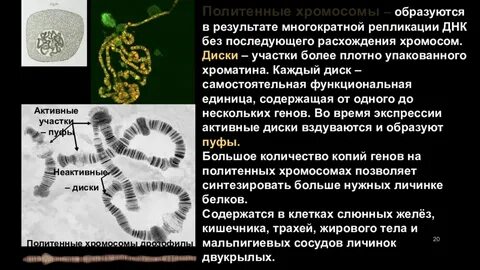 Изучение хромосом на готовых микропрепаратах