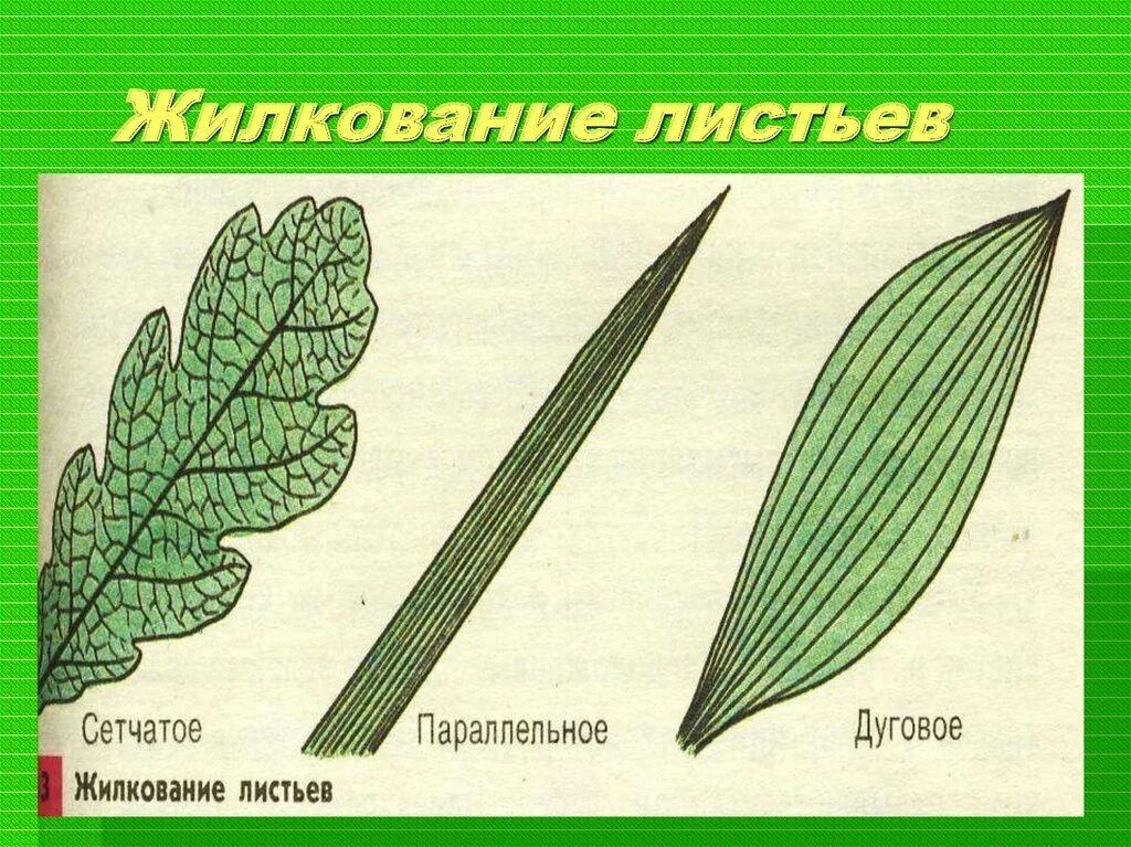 Сетчатое жилкование у цветов. Сетчатое жилкование листьев рисунок. Листья с сетчатым типом жилкования. Типы жилкования листа 6 класс биология. Жилкование листьев сетчатое параллельное дуговое.