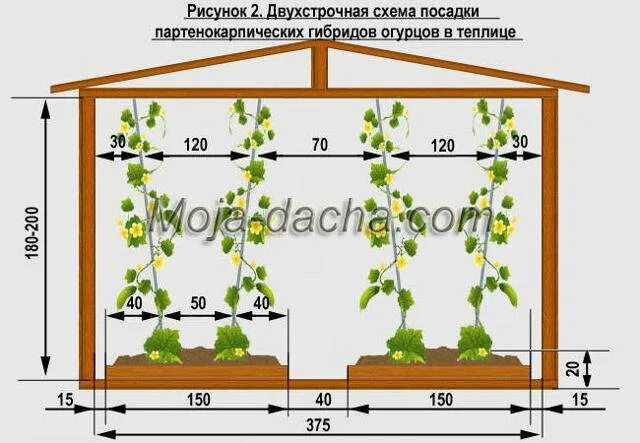 Какое расстояние должно быть между томатами