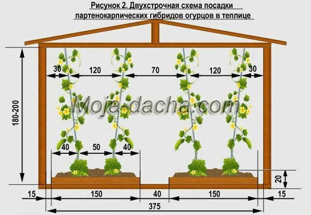 Какое расстояние между рядами помидор. Схема посадки огурцов в теплице. Схема высадки рассады огурцов в открытый грунт. Схема высадки рассады огурцов в теплице. Схема высадки рассады огурцов в теплицу.