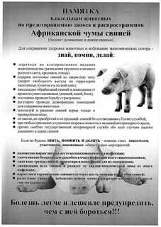 Африканская чума симптомы