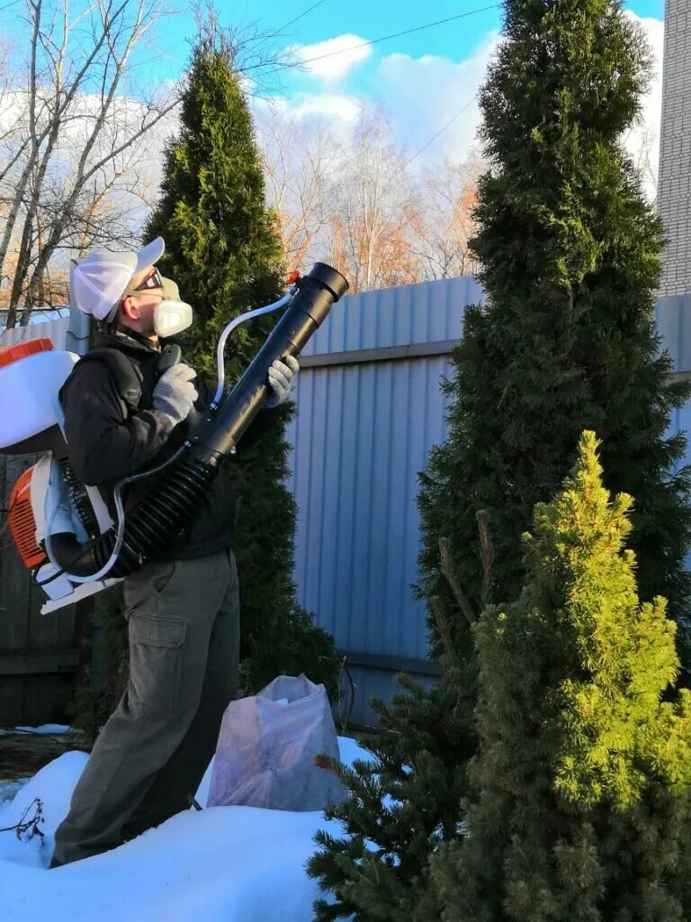 Полив хвойных весной. Опрыскивание хвойных. Весенняя обработка хвойных деревьев. Обработка хвойников весной. Обработка хвойных растений весной.