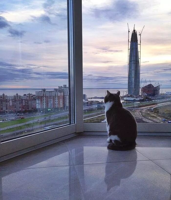 Кошка окно москва. Котик из окна. Смешной вид из окна. Кот на окне. Коты на подоконнике.