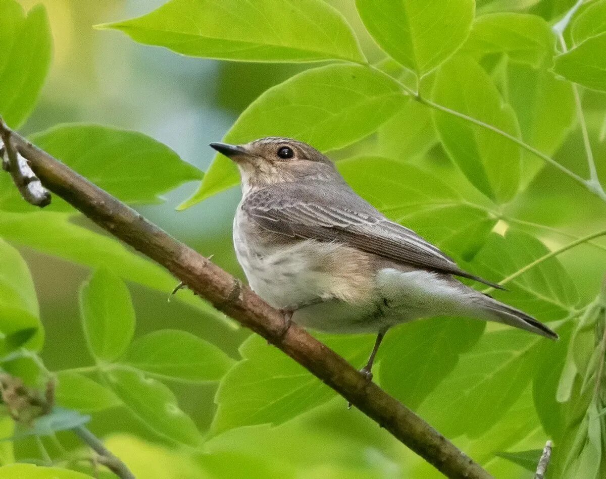 Малая уральская. Серая мухоловка (Muscicapa striata). Мухоловка серая – Muscicapa striata (Pallas, 1764). Мухоловка Коноплянка горихвостка. Певчие птицы Южного Урала.