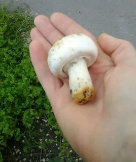 Грибы похожие на шампиньоны