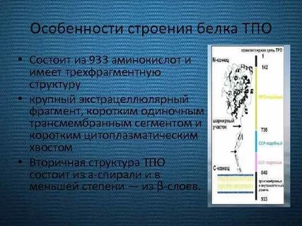 Особенности внутреннего строения белок