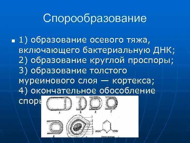 Какие функции спор у бактерий кратко. Спорообразование бактериальной клетки. Процесс спорообразования. Спорообразование у бактерий. Стадии образования споры у бактерий.