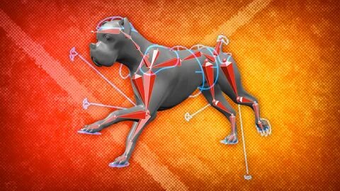 Dog 3d animation