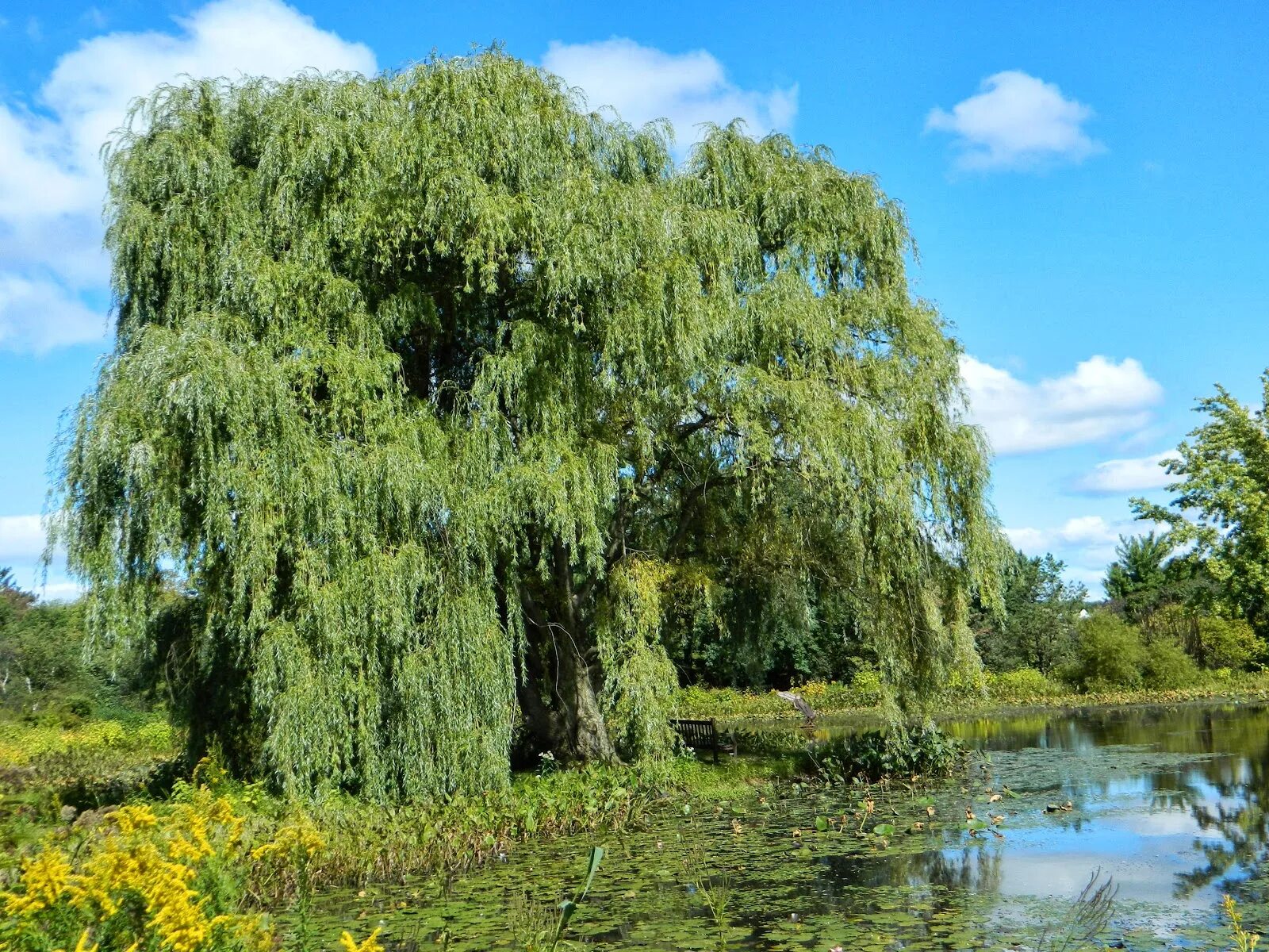 Ветла дерево фото. Ива белая (salix alba). ива белая (ветла) salix alba. salix alba ива плакучая. ива белая (salix alba l.).