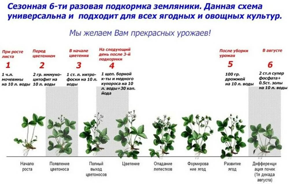 Чем подкормить жимолость во время цветения. Схема удобрения клубники. Схема подкормки земляники садовой. Схема подкормки клубники в открытом грунте. Схема подкормок ремонтантной земляники.