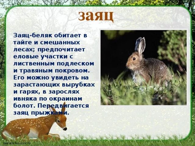 Заяц 3 класс русский язык. Описание зайца. Сообщение о Лесном зайце. Заяц описание животного. Сообщение о зайце беляке.