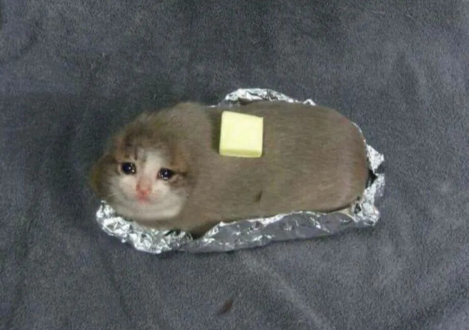 Кошка сливочное масло. Кот хлеб. Плачущий кот. Кот в фольге с маслом. Плачущие коты Мем.