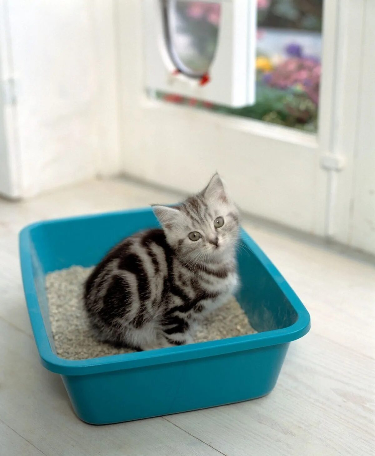 Как приучить котенка к туалету в лоток. Кошачий лоток с наполнителем. котенок в туалете. наполнитель для лотка. приучение котенка к лотку.