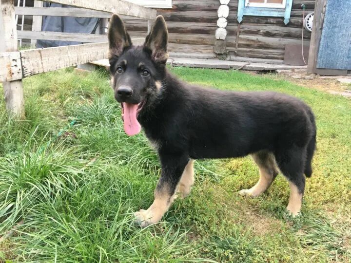 Best quality German shepherd dog for sale in very low price German Shepherd pupp
