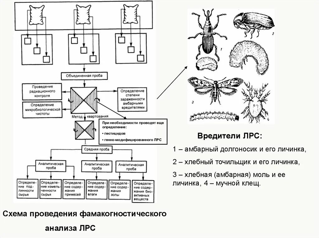 Вредители лрс. Вредители лекарственного растительного сырья. меры борьбы с вредителями лрс. методы сокращения численности насекомых вредителей схема. насекомые вредители в лрс.