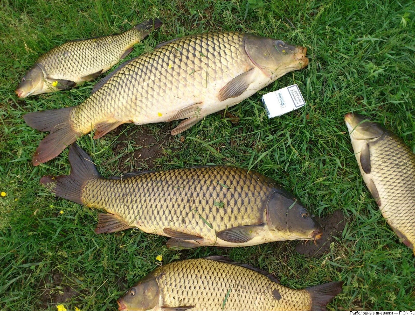 Сазан и Карп. Сазан (Cyprinus Carpio). Рыба карась сазан Карп. Карп сазан язь. Живая рыба карась