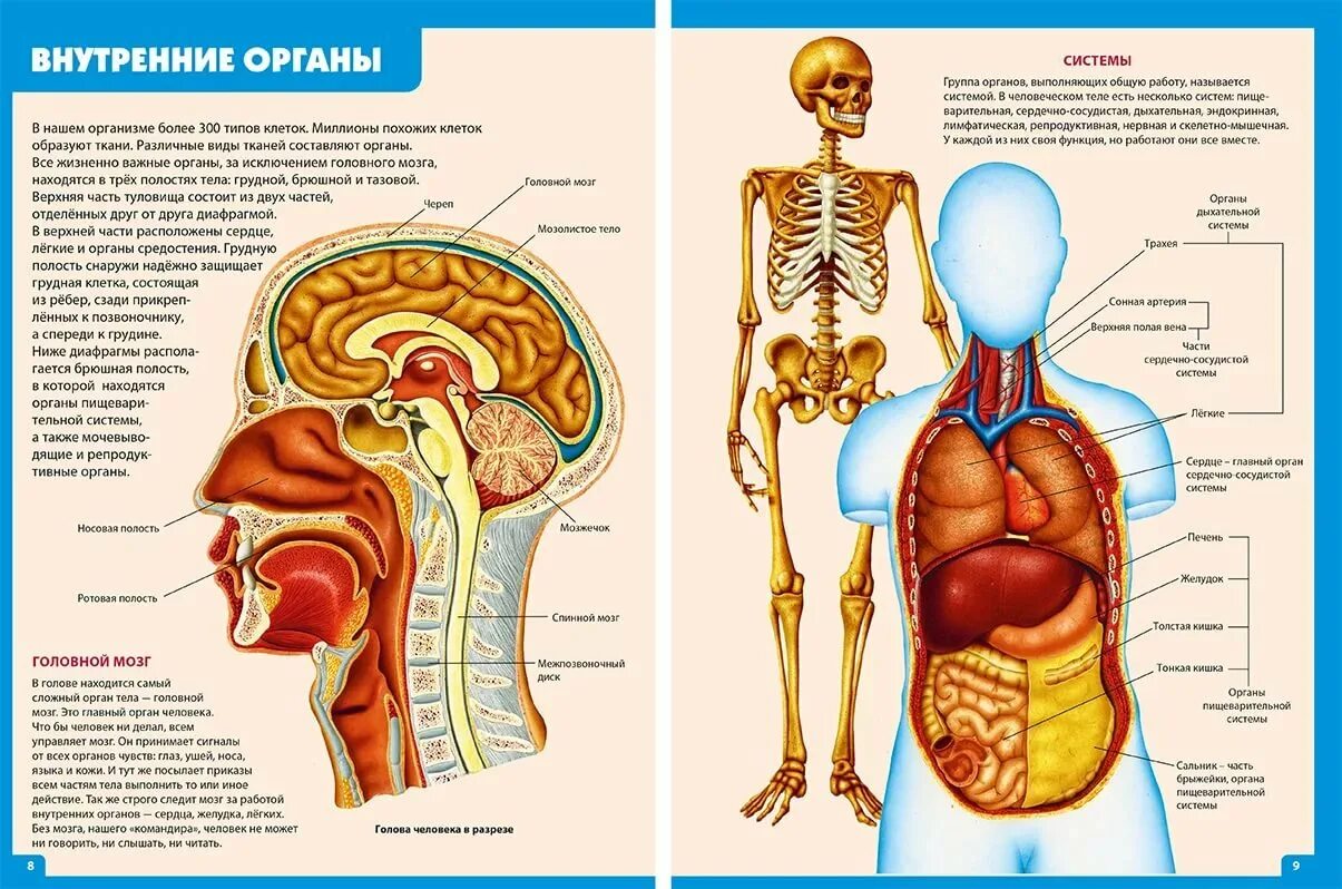 Скелет с внутренними органами