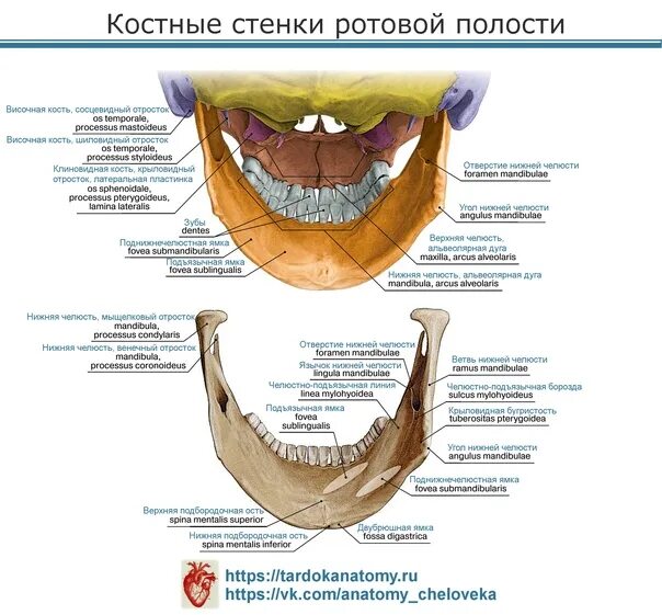 Костная стенка которая отделяет полость рта. Стенки ротовой полости. Костные стенки ротовой полости. Стенки ротовой полости анатомия.