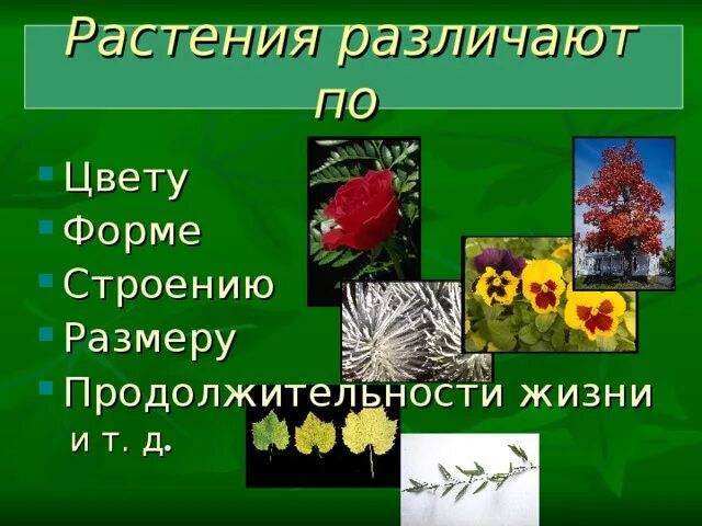 Разнообразие растений видеоурок. Разнообразие растений по размеру. растения различаются. растение различают:. растения различают по продолжительности.
