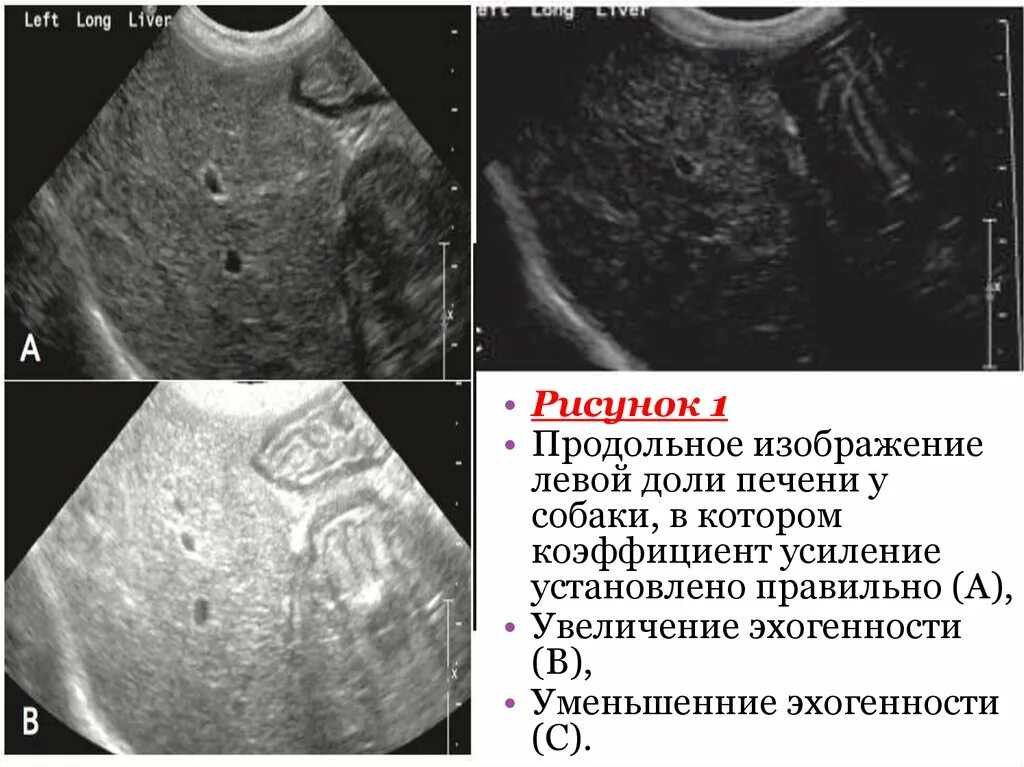 Увеличена печень форум. Продольное изображение левой доли печени. Увеличенная печень у собаки.