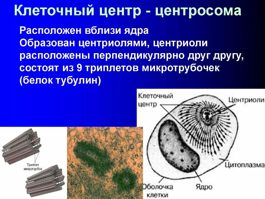 Функции центросомы. Центриоли клеточного центра. Ядро органоид. Центросома строение. Клеточный центр центросома.