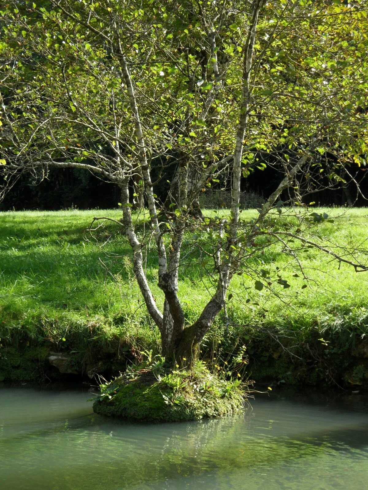 Watered the trees