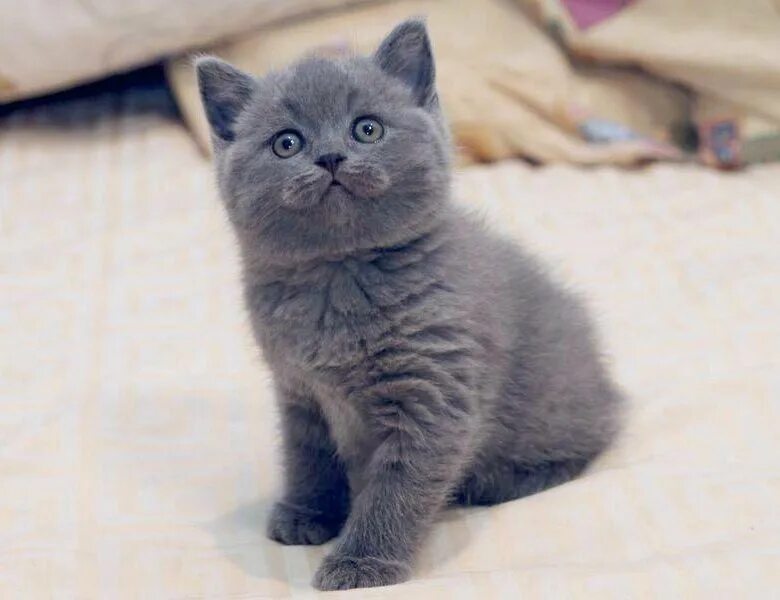 Серый котенок купить. Скоттиш страйт серый котенок. Шотландский скоттиш страйт голубой. Британская короткошёрстная кошка. Британец серенький котенок.