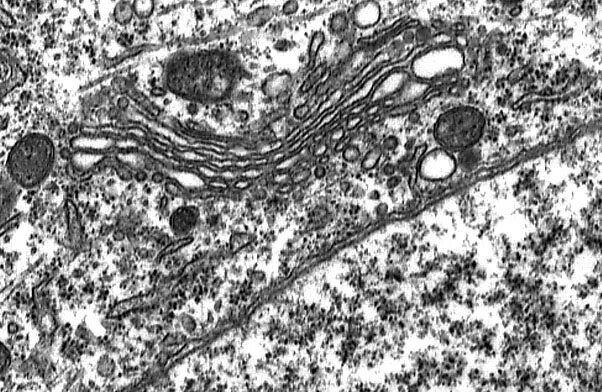 Аппарат гольджи под микроскопом Cell : The Fundamental Unit Of Life -Endoplasmic Reticulum,Golgi Apparatus (CBSE