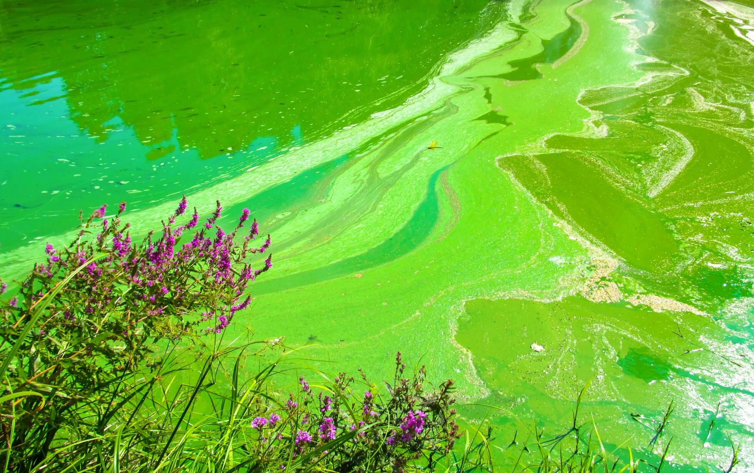 Цветущие водоросли. Цветение воды цианобактерии. Зелёные водоросли. Сине зеленые водоросли в природе. Цветение водорослей.