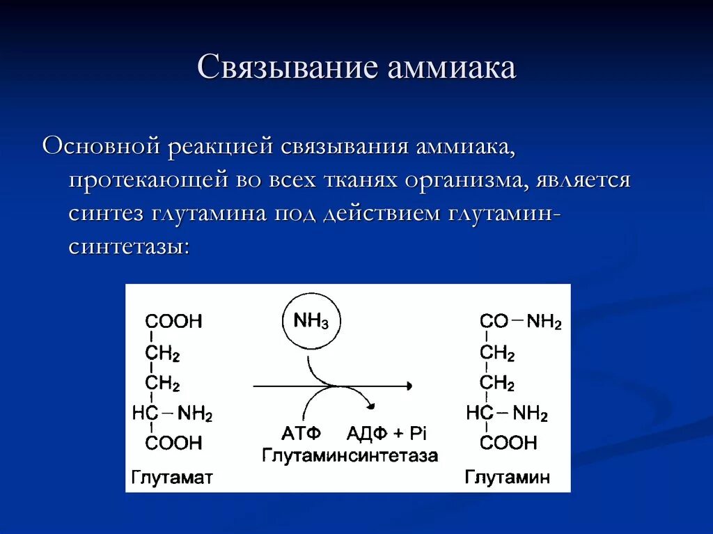 Связывание аммиака. Основная реакция связывания аммиака в организме. Пути связывания аммиака. Основная реакция связывания аммиака. Реакция образования co2