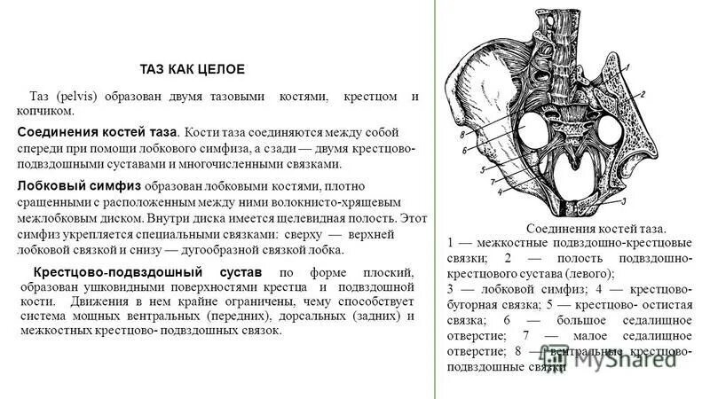 Кости таза и их соединения. Соединение костей пояса нижней конечности вид спереди. Таз строение и типы соединение.. Соединения между костями таза.