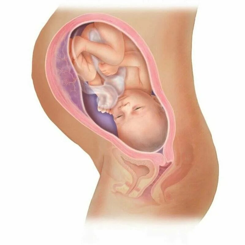 35 неделя какой. Ребёнок в 34 недели беременности в утробе. Расположение ребенка на 7 месяце. Расположение ребенка на 9 месяце.