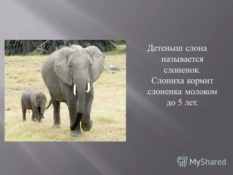 Как по другому называется слон. Саванный африканский слон африки. Слоновий бивень. Бивни африканского слона. Африканский саванский слон.