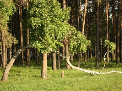 Береговой лиственный лес роща на поймах