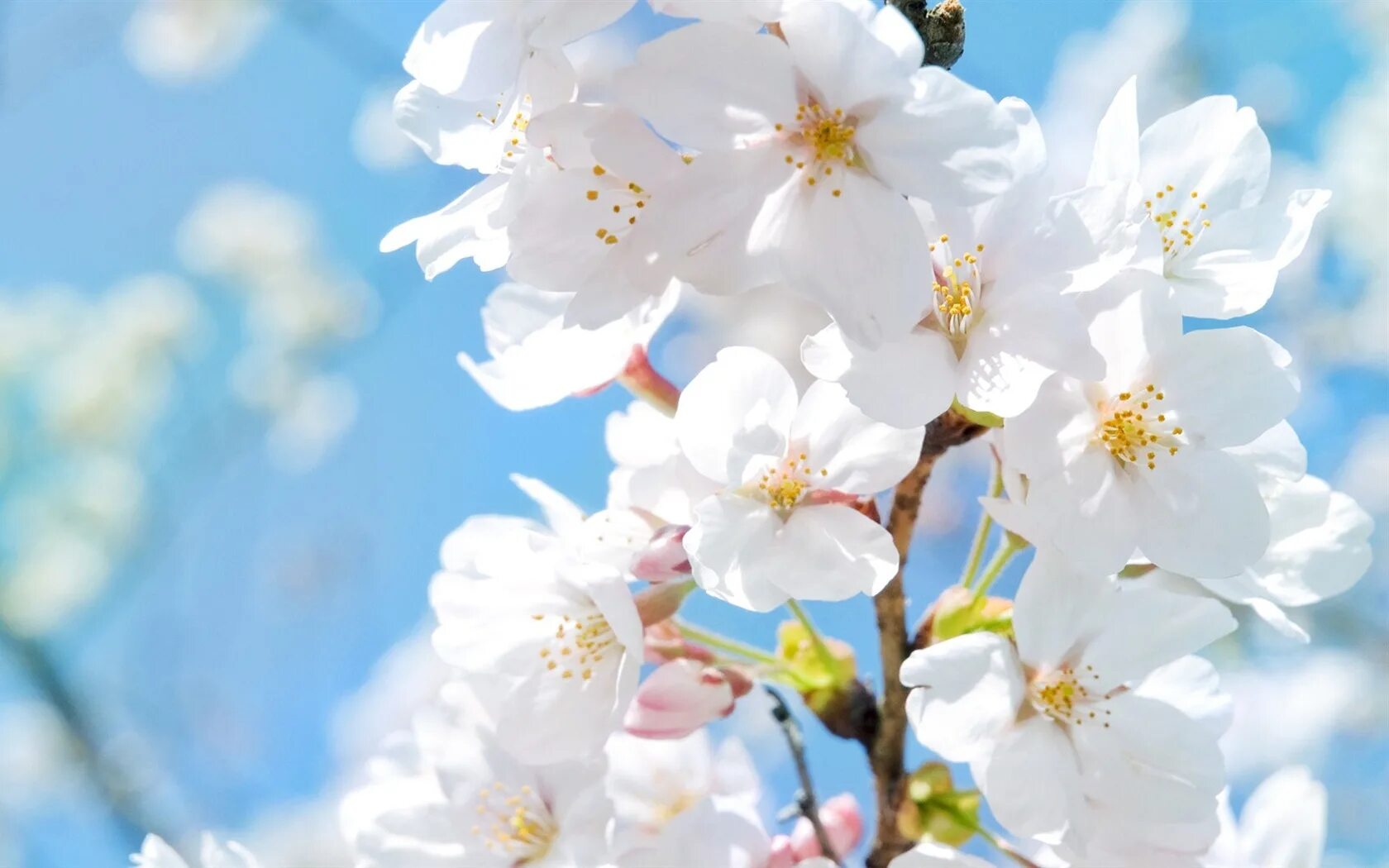 White blossoms. Яблоня черри блоссом. Весенние цветы.