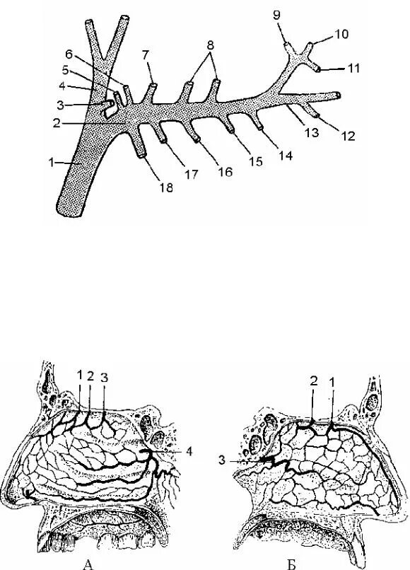 A maxillaris. Верхнечелюстная артерия схема. Верхнечелюстная артерия ветви схема. Ветви a maxillaris схема. Артерия максилярис схема.