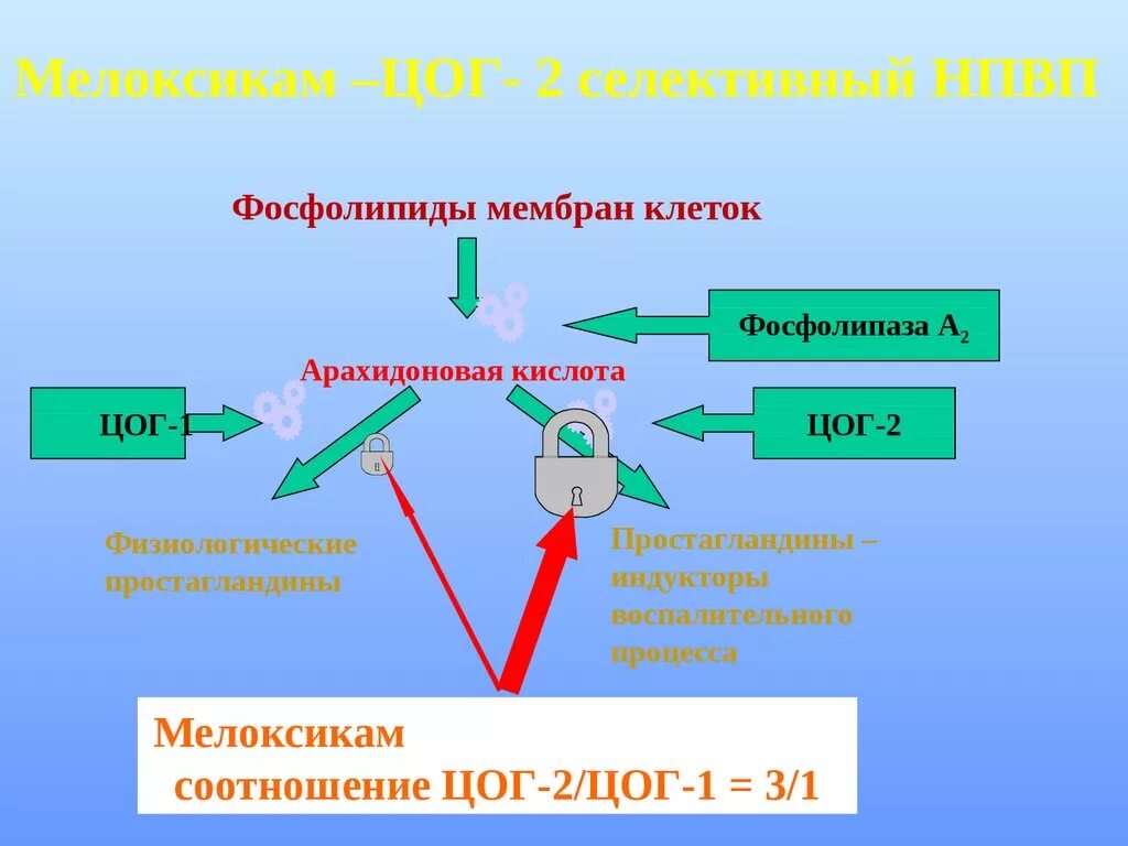 Цог 1 это. Цог 3 препараты. цог 1 и 2. цог 1 и цог 2 механизм. цог 1 2 3.