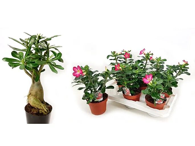 адениум балет. адениум обесум анук. адениум obesum anouk. адениум обесум махровый. адениум хит интернет магазин.