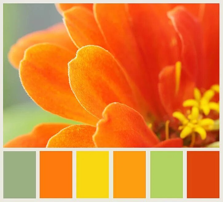 Сочетание цветов с оранжевым. Палитра цветов оранжевый. Цветовые Палитры оранжевый. Сочетание желтого и оранжевого. Оранжевый цвет по другому