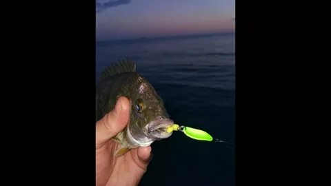 Приманки черного моря