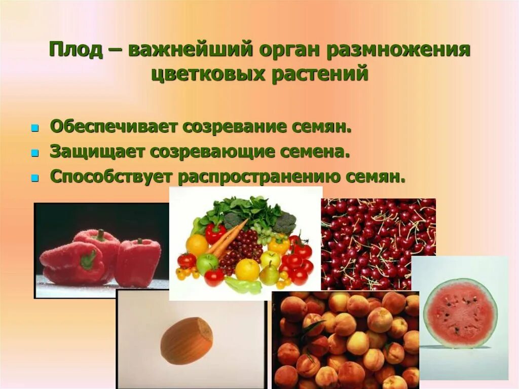 Плод строение плода. Плод околоплодник и семена. Околоплодник у плодов цветковых растений. Распространение семян у цветковых растений. Плоды и семена растений.