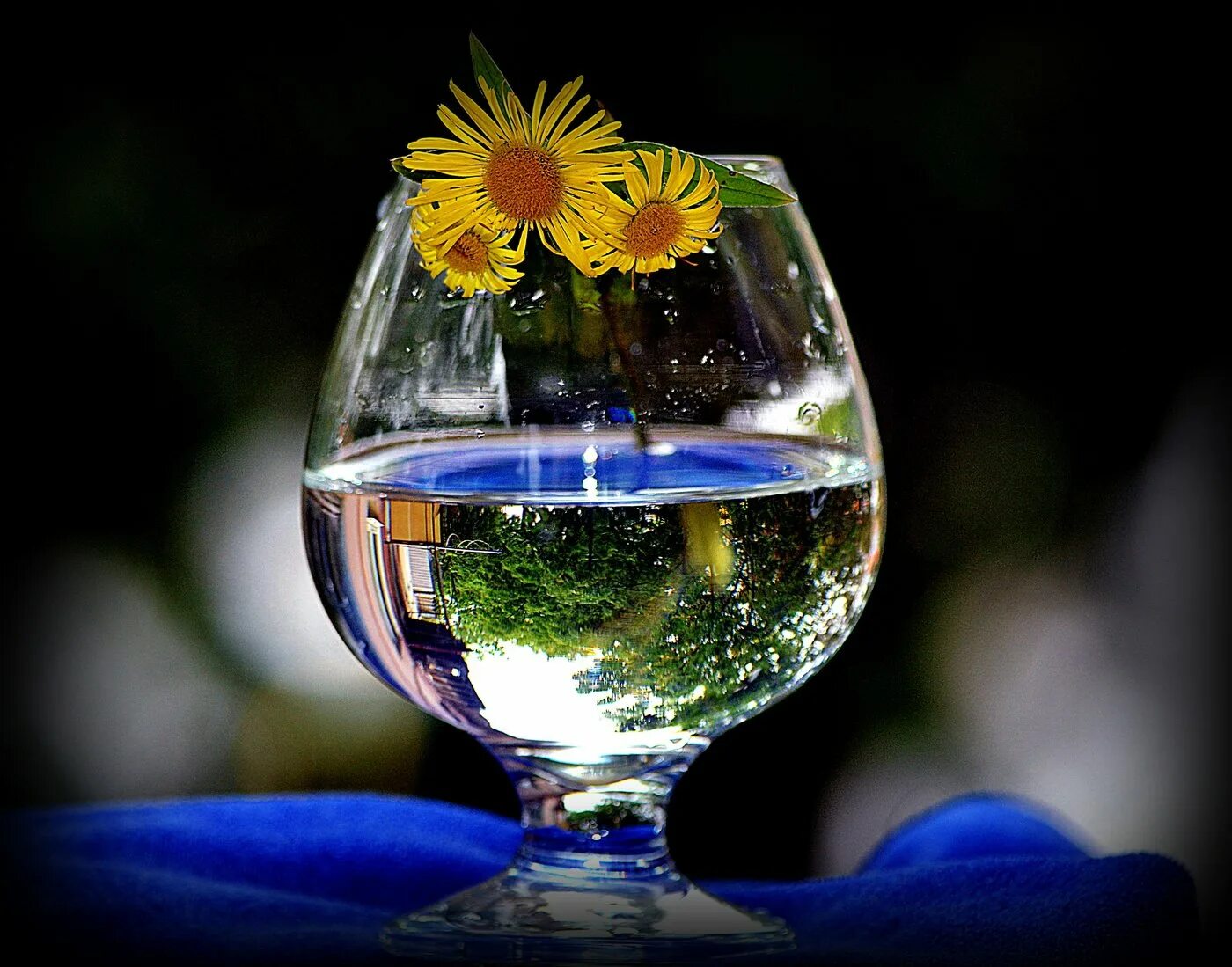 Цветок сосуд с водой. Цветы в бокале. Лето в бокале. Красивые бокалы. Отражение в бокале.