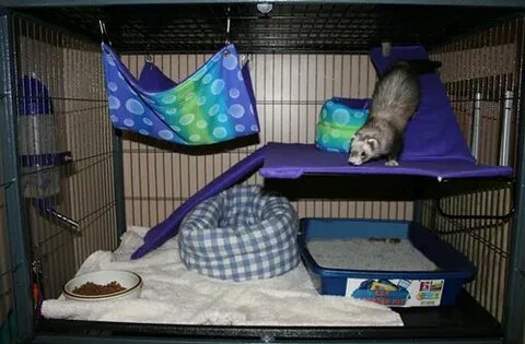 Library ferret